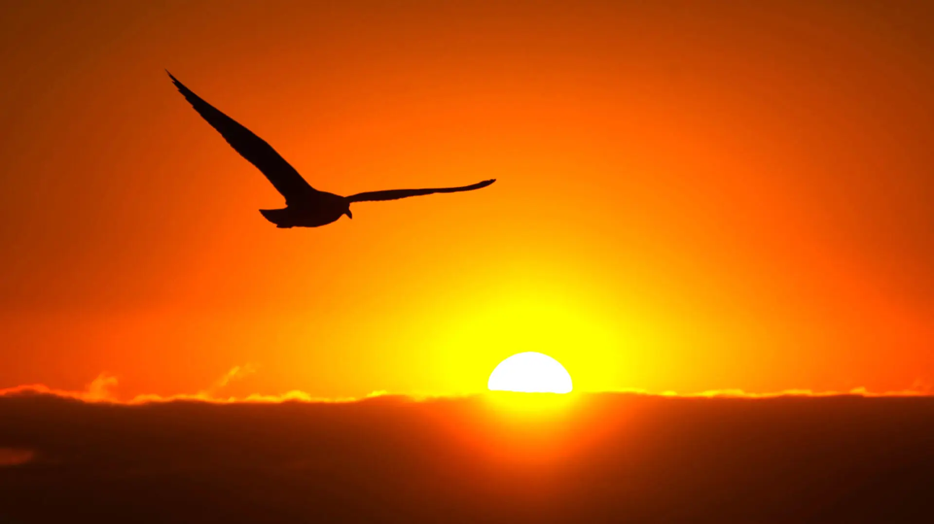 Gaviota al atardecer